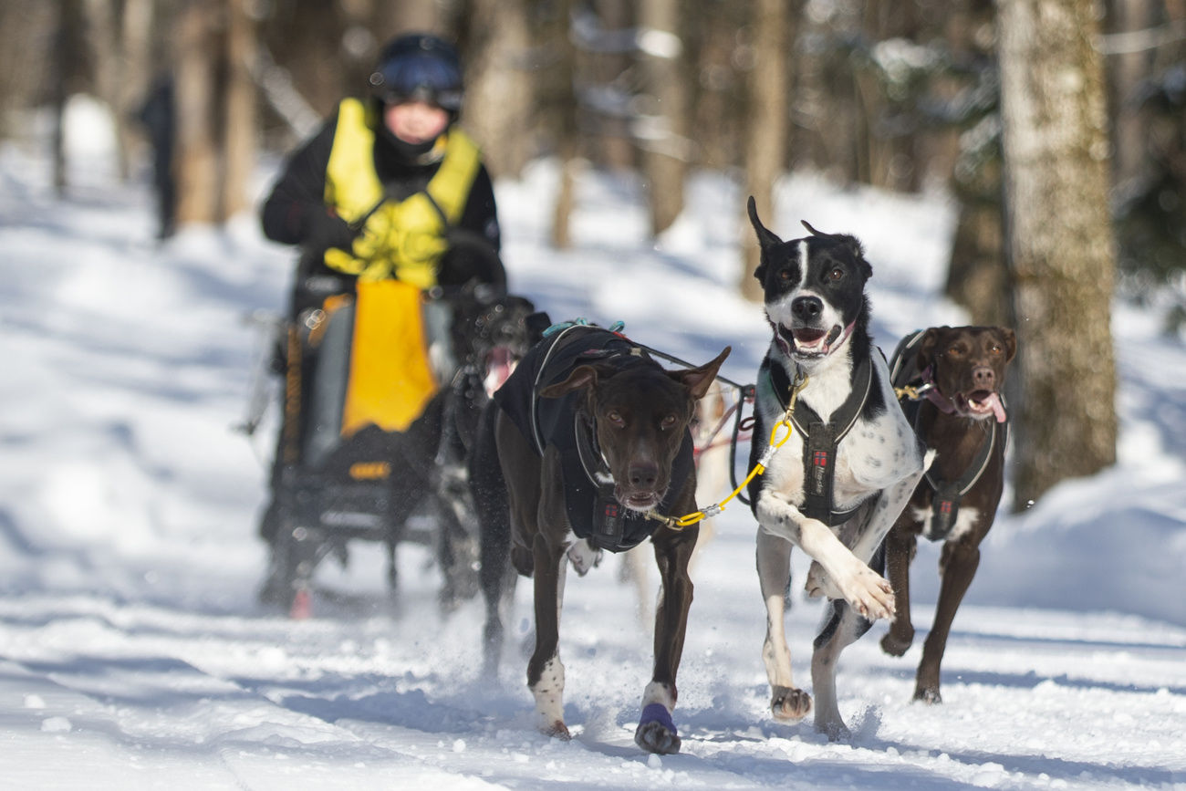 Nearly 100 mushers race for fun, speed at Tug Hill Challenge
